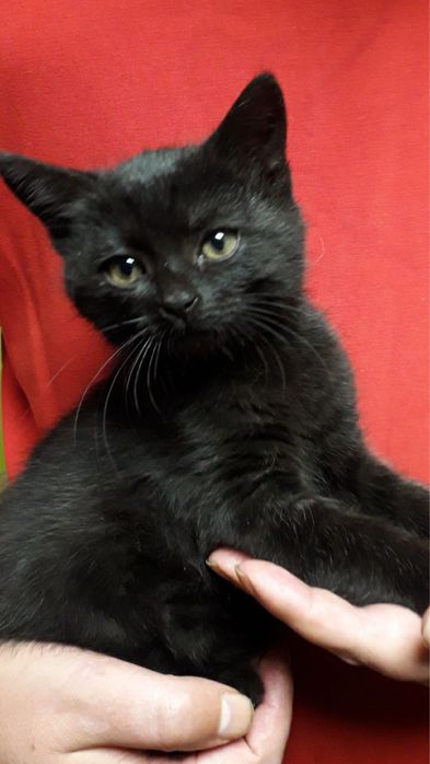 Котята безкоштовно