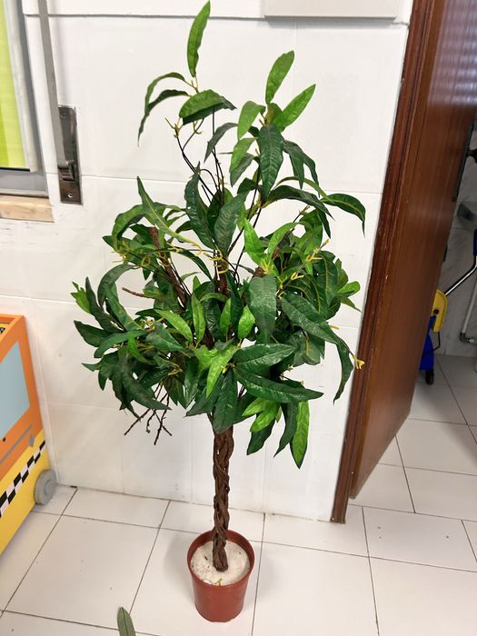 Lote plantas IKEA
