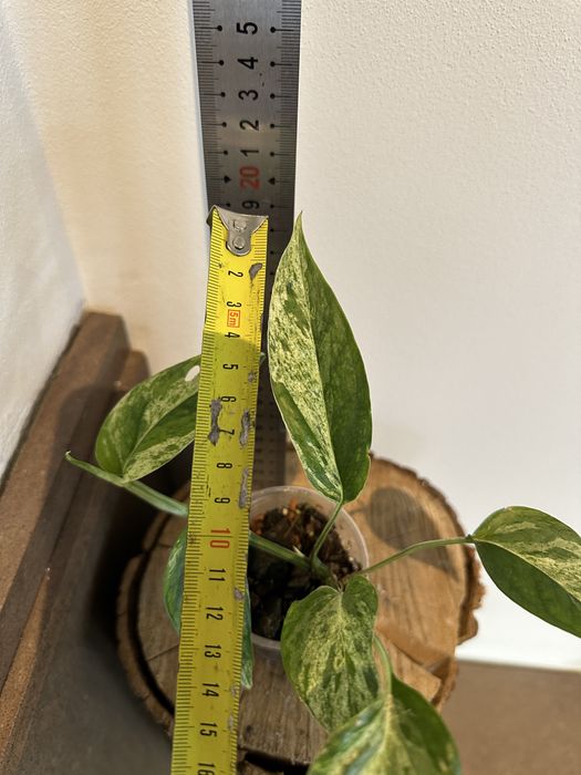 Епіпремнум Epipremnum White Marble