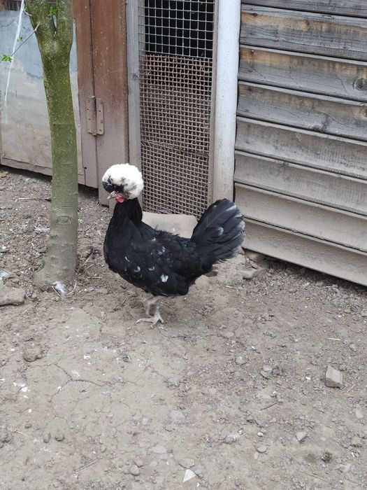 Голандська білохохлова (білочуба)