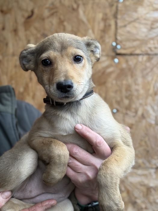 Вакциноване цуценя шукає дім