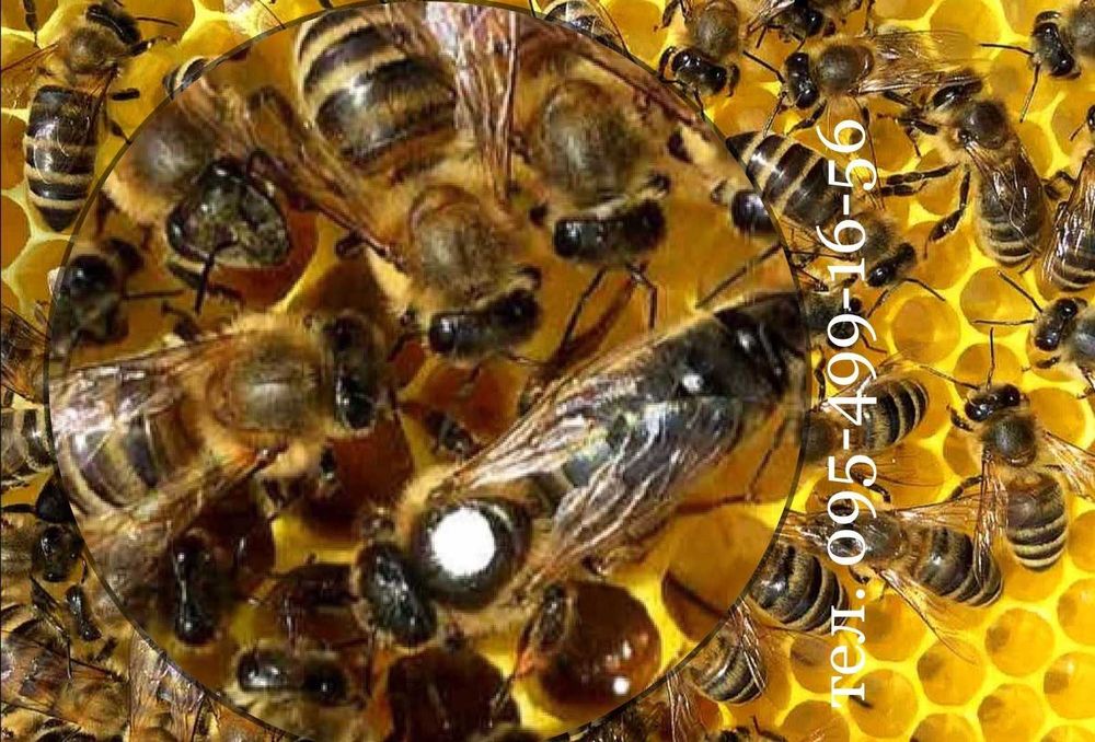 Плодные пчеломатки, бджоломатки "Карпатка" 2025 року. 350грн.