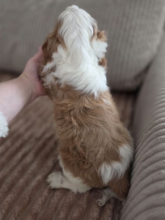 Cockapoo F1 piesek
