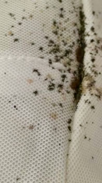 Desinfestação de Percevejos & Baratas em Lisboa & Margem Sul