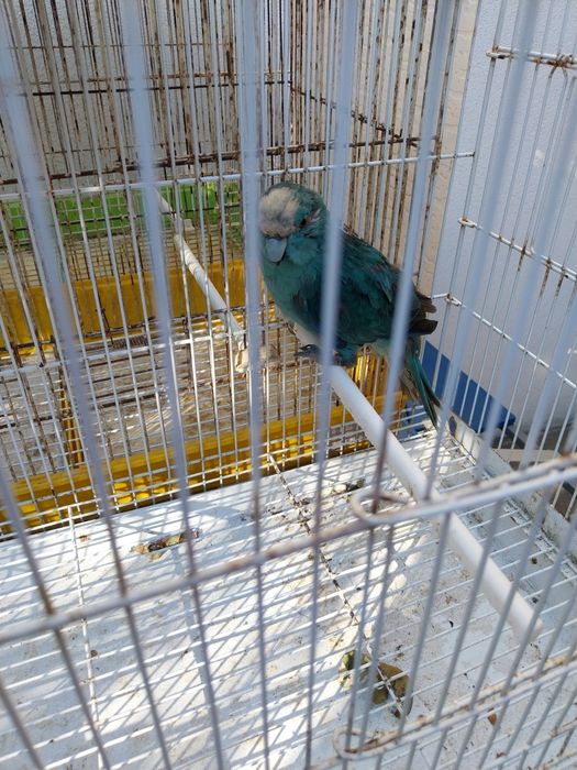 Cedesse kakariki azul macho