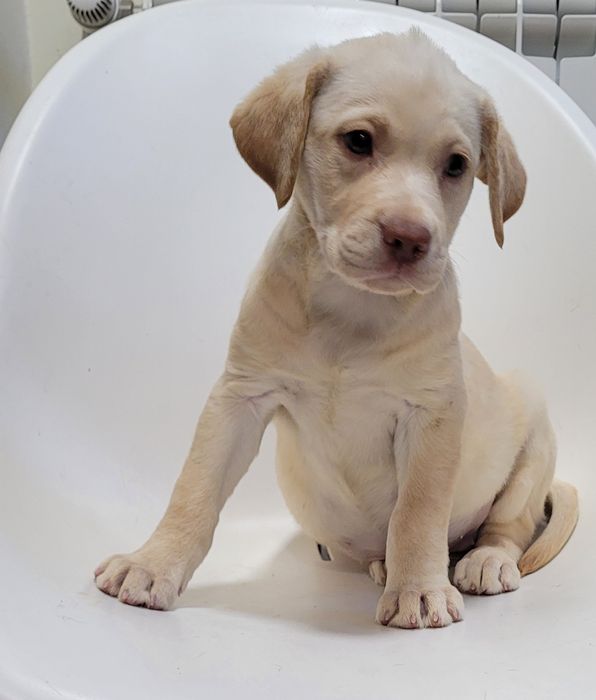 Femea labrador bege