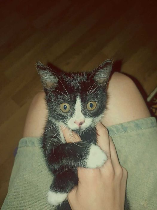 віддам кота в добрі руки