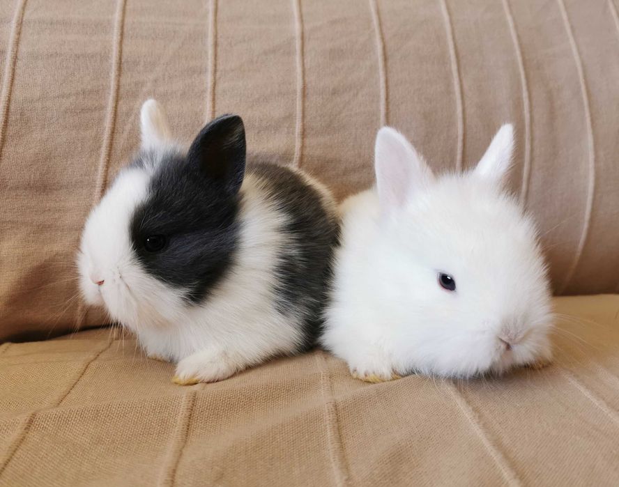 KIT Coelhos anões angorá, holandês mini e teddy muito fofos