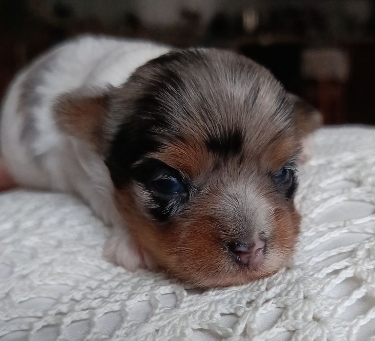 Suczka Yorkshire terrier Blueberry