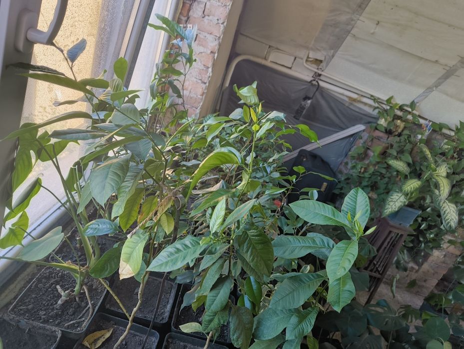 Монстера Фікус Бенджаміна Вазон