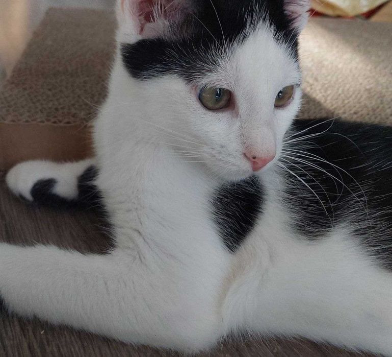 Кошенятко у добрі руки