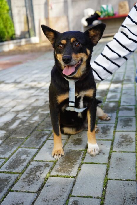 Suczka do adopcji