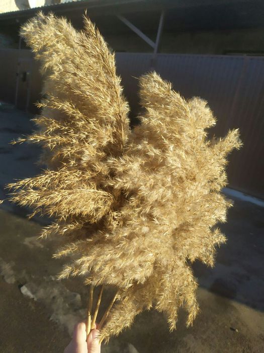 Пампас сухоцвет камыш тросник очерет
