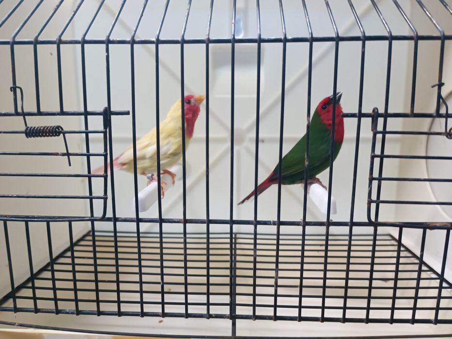 Diamantes papagaio lutinos