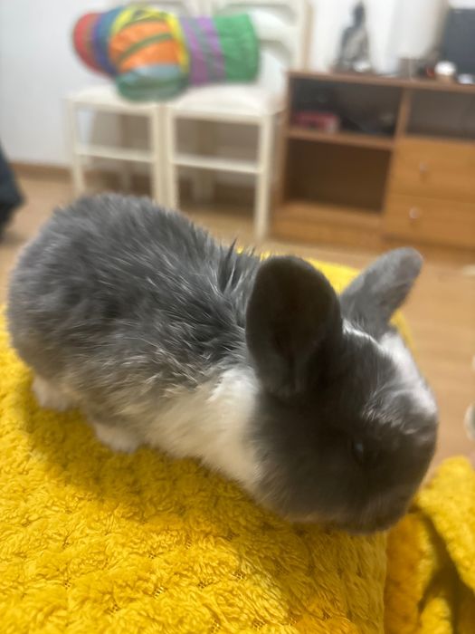 Coelhinho anão bebé lindo e meigo