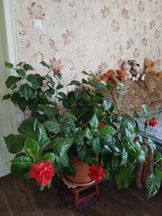 Гібіскус махровий, кімнатний.