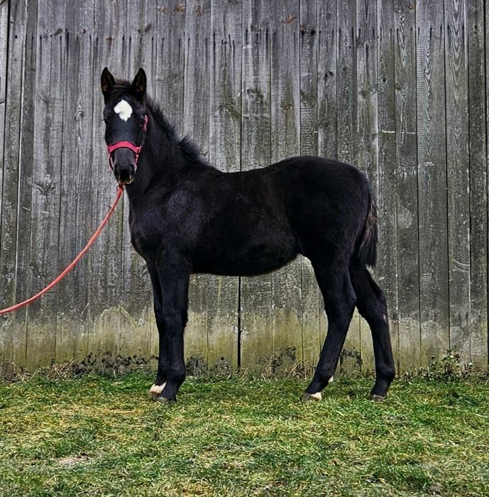Sprzedam ogierka śląskiego, koń ogier  śląski