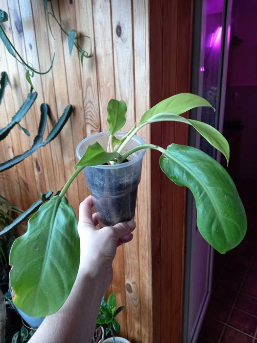 Продаю редкие філодендрони  Лайм,Расписная Леди,Флорида Альба, Ф.Гност