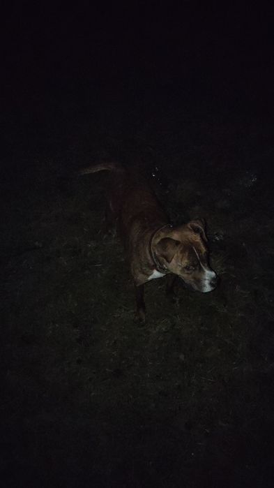 Отдам собак в хорошие руки