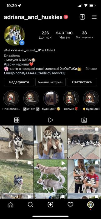 Сибірські хаски