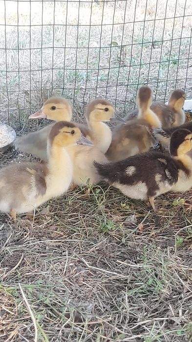 Продам каченят .