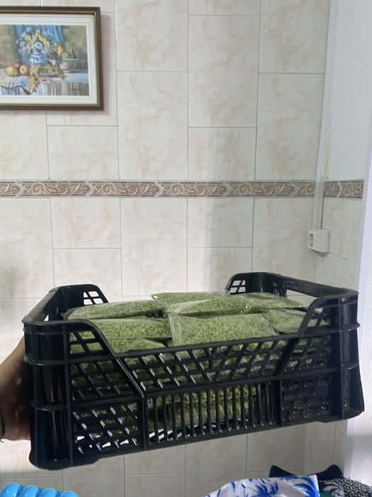 Oregãos naturais deste ano
