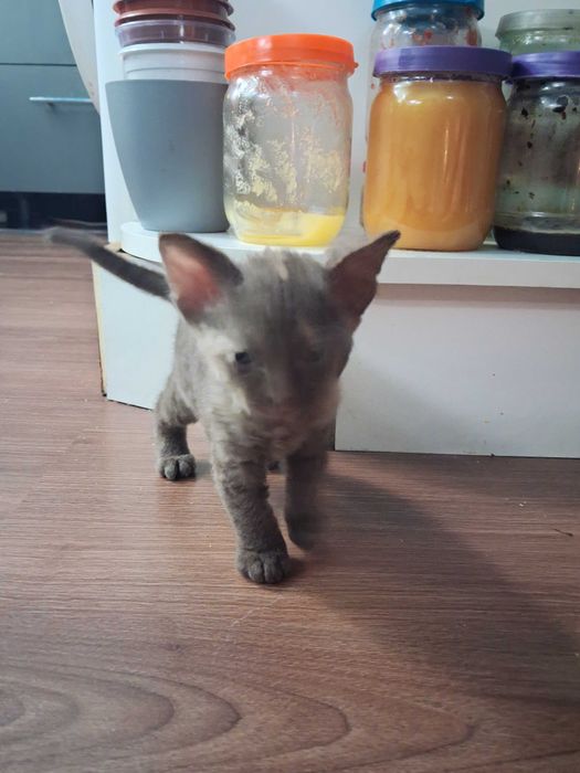 Котята сфінкс брашики