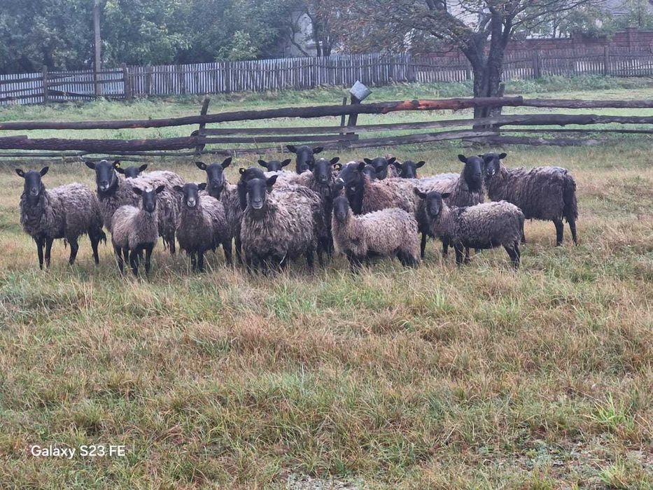 Романівські вівці. Чистокровні баранчики. Ягниці на розвід.
