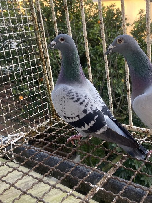 Pombos para cedência ( team trofa )