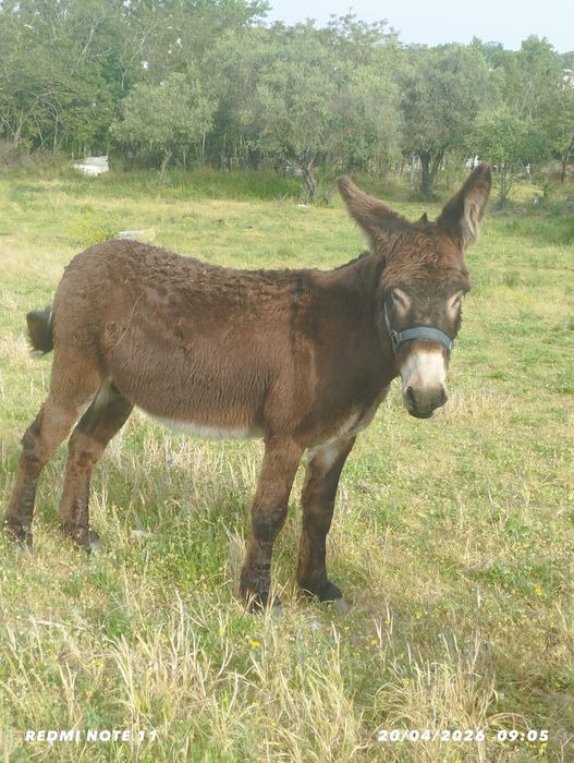 Burro de raça Mirandela para venda.