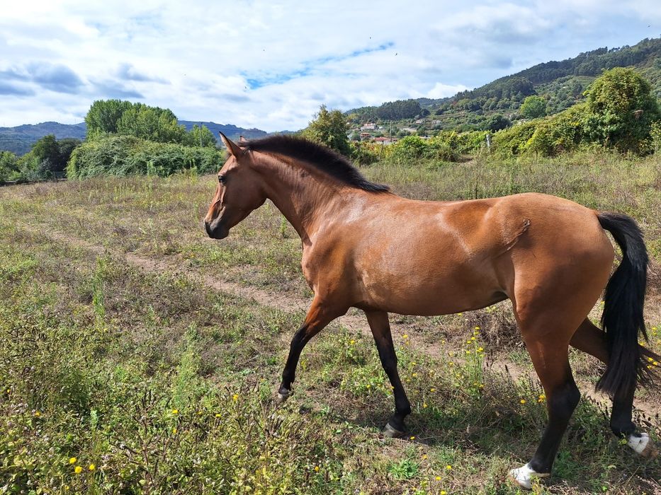Egua Puro sangue lusitano