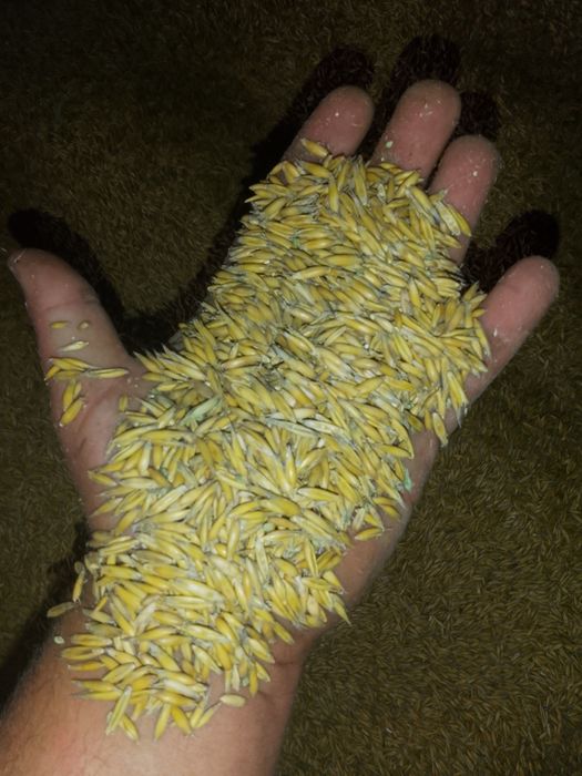 Sprzedam owies Bingo