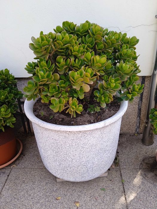 Planta Jade (CRASSOLA OVALA)  vaso de cimento grande fotos novas