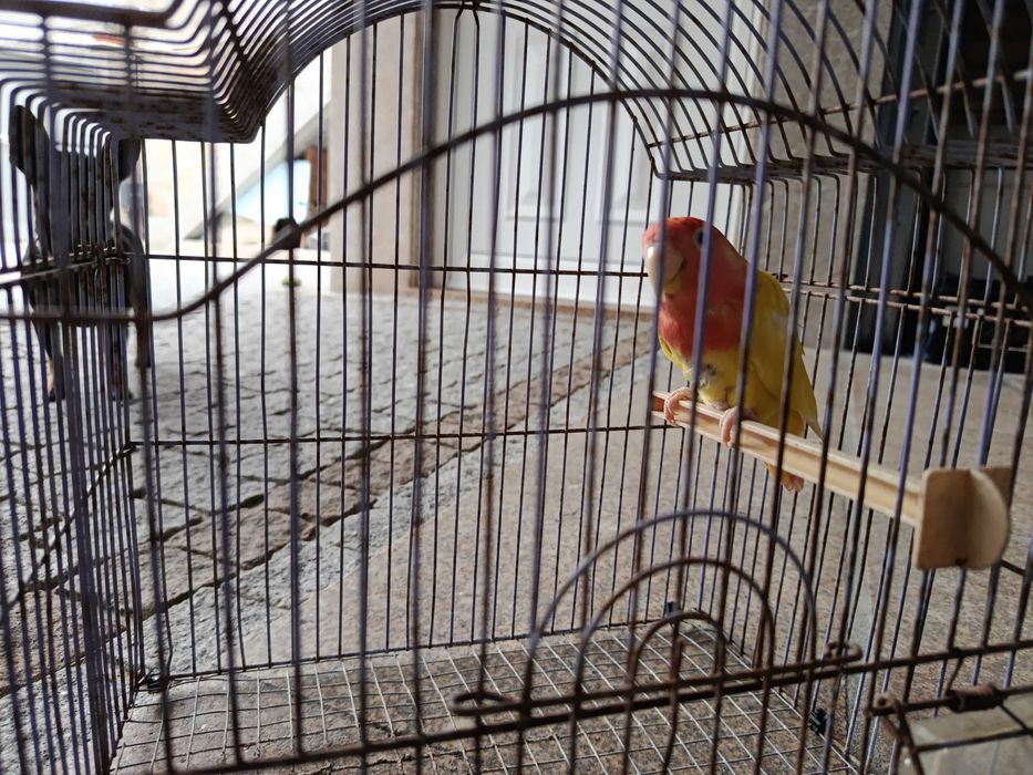 Encontrasse para cedência