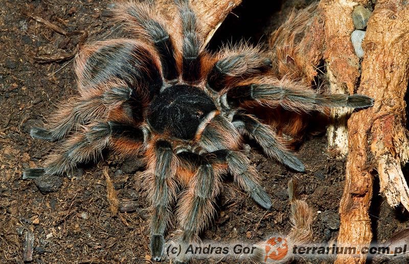 Ptasznik Nhandu carapoensis L4/5 - sklep terrarystyczny ANIMALE