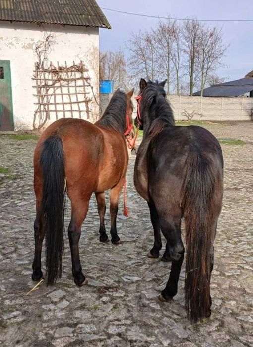 Sprzedam dwie klacze huculskie