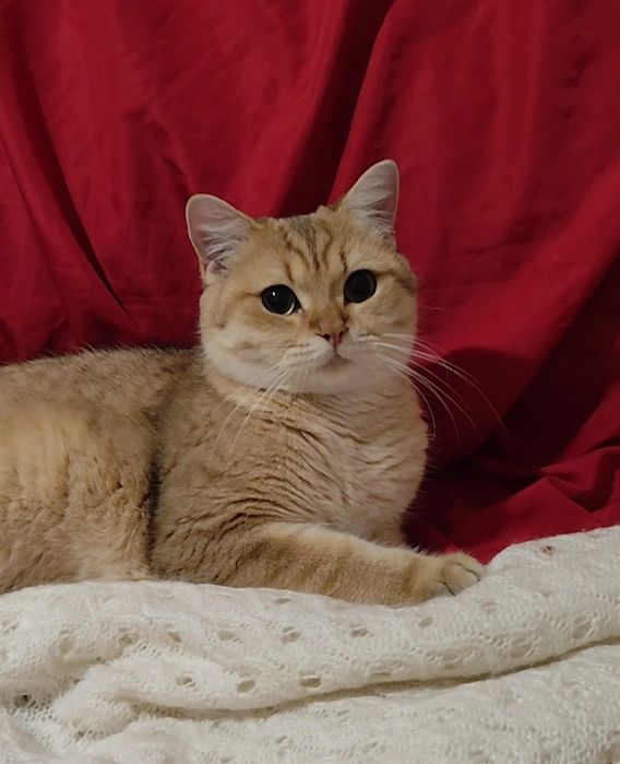 Британская золотая шиншилла прямоухие мальчик девочка