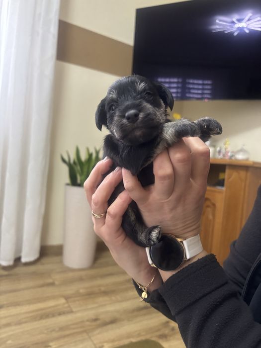 Sznaucer miniaturowy