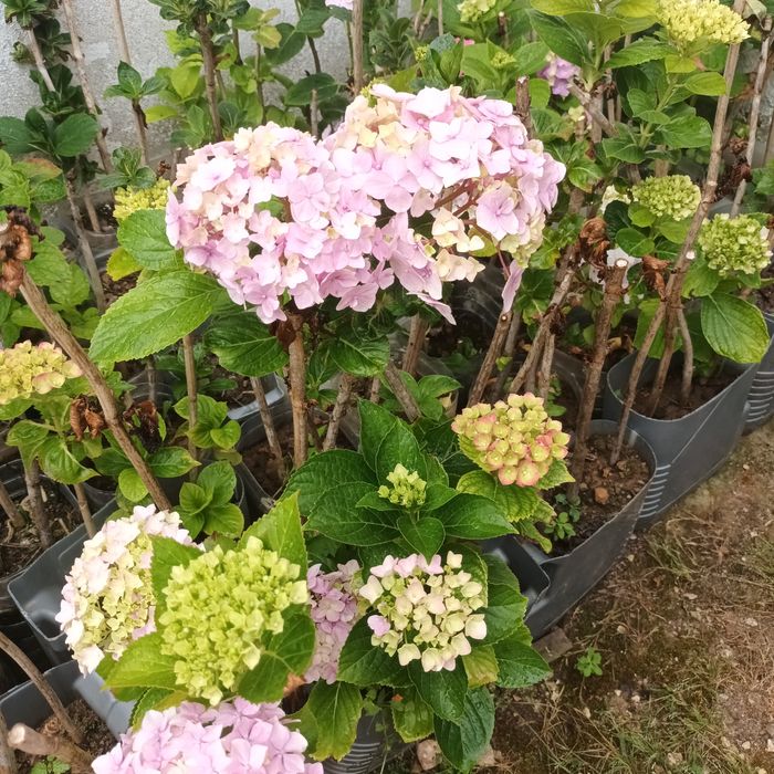 Hortênsias - Excelente Qualidade