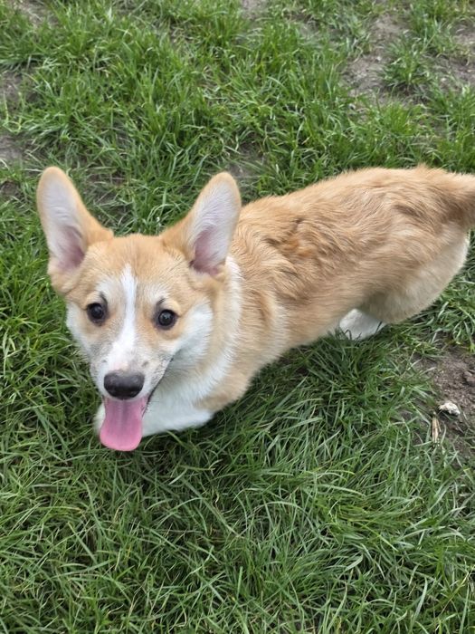 Welsh Corgi Pembroke Piesek ZKwP