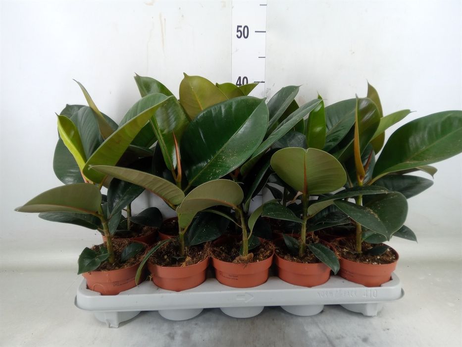 Кімнаті Рослини Вазони оптом