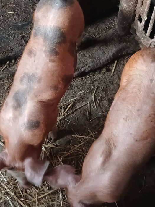 Продаються кастровані кабанчики