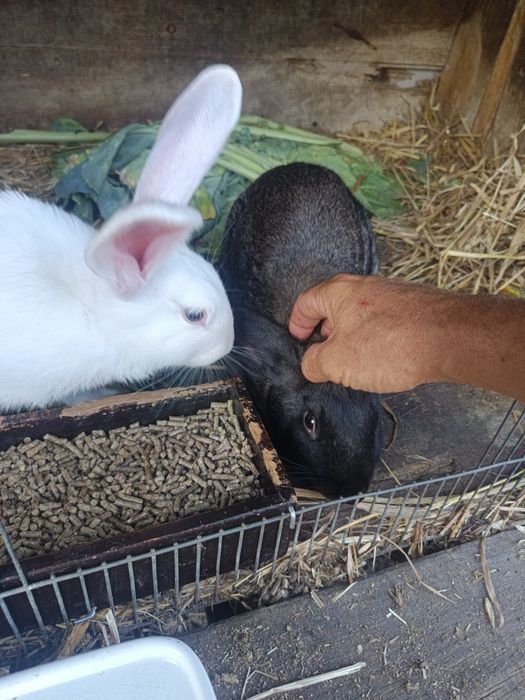 Casal de coelhos domésticados
