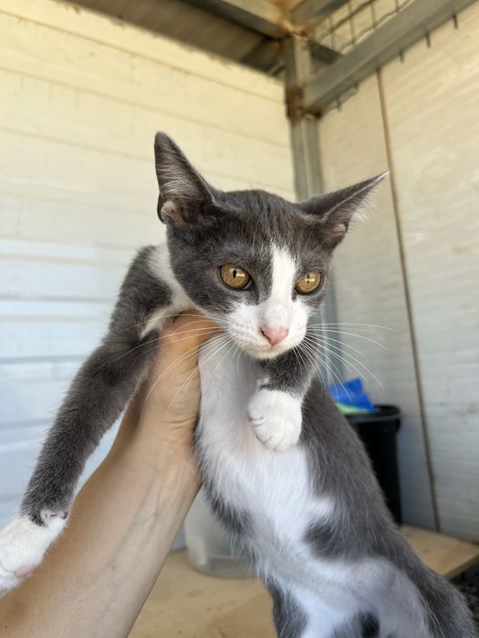 Ash- Gatinho bebé para Adoção