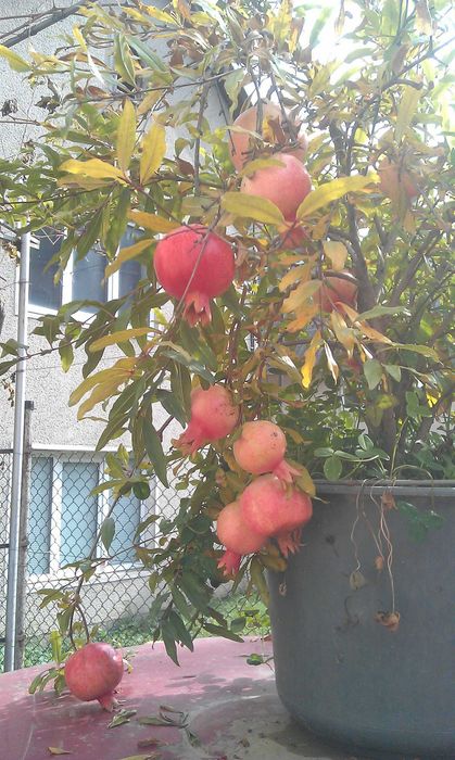 продам саженці граната двох річні в контейнері є вайбер