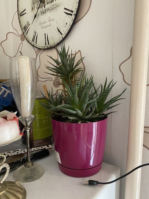 Монстера дифенбахия