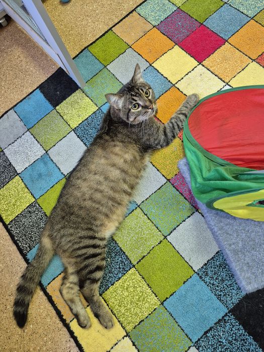 Сумний, великий добряк котикБоря, спокійний, мудрий!БО"ДоброКіт"