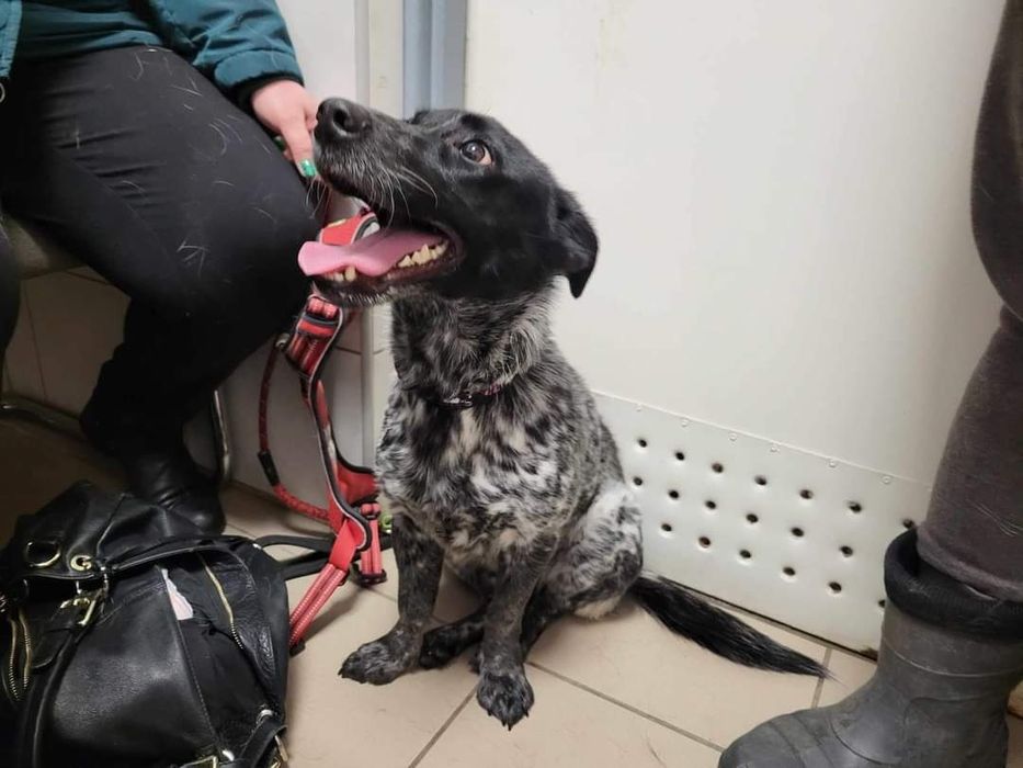 Znaleziona suczka,Krojanty gm.Chojnice