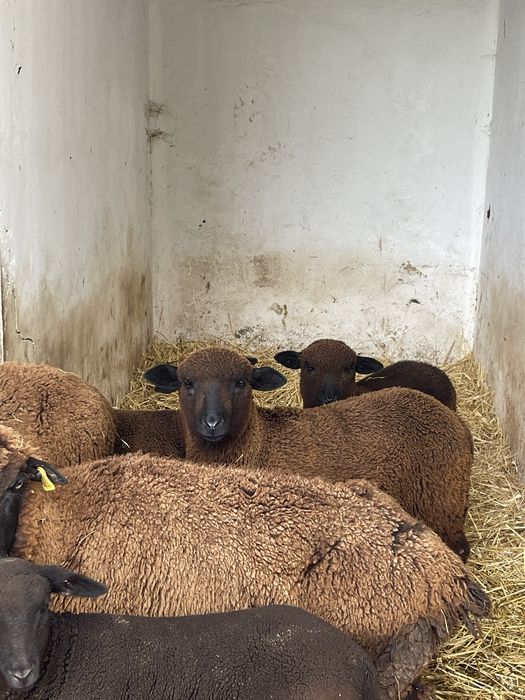 Borregos merino preto