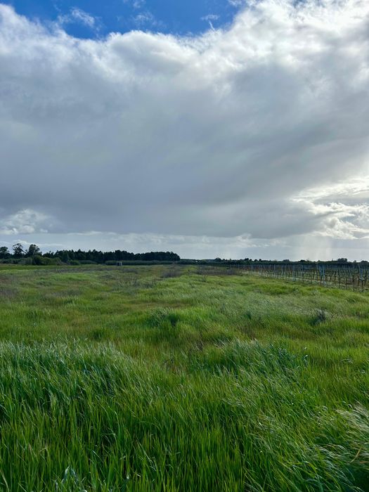 Terreno Rústico 11.040m² em Almeirim | Excelente Oportunidade
